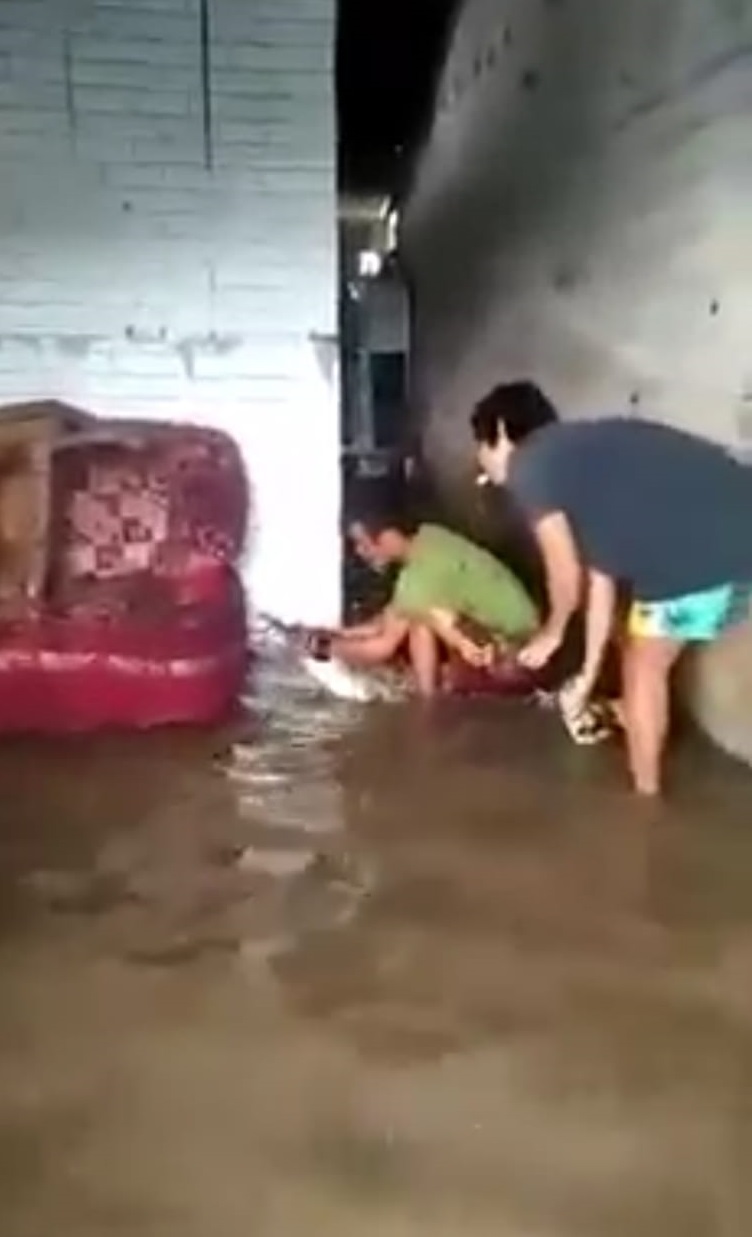 Buaya
