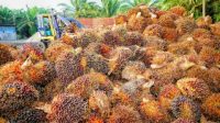 41152-pemerintah-resmi-melarang-ekspor-minyak-goreng-dan-bahan-bakunya-mulai-28-april-2022-mendatang