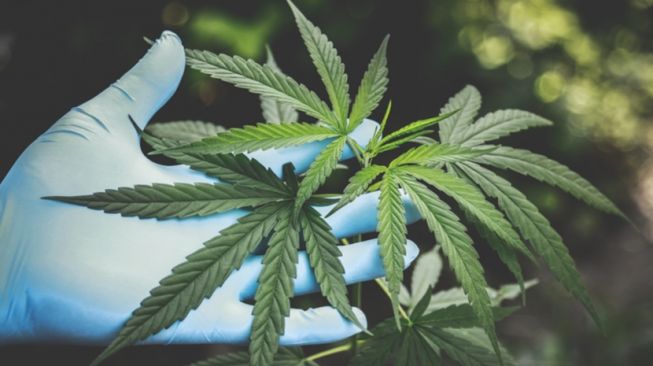 Ilustrasi Daun Ganja
