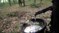 Getah Karet Saat Mengalir di Pohonnya