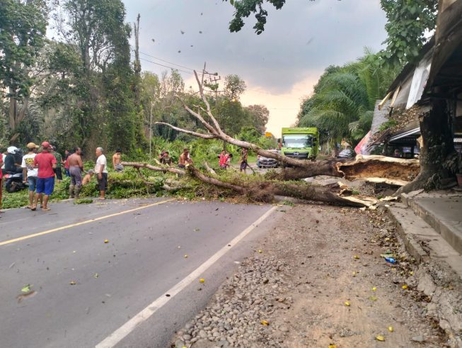 Pohon tumbang di Desa Tanjung Serian, Kecamatan Muaraenim akibat angin kencang