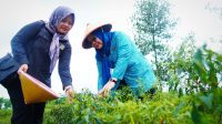 Panen cabai merah di Desa Bukit Indah Kecamatan Plakat Tinggi Kabupaten Muba yang dilakukan oleh Pj Ketua TP PKK Muba dan pengurus TP PKK Kabupaten Muba bersama Kepala Dinas Tanaman Pangan dan Holtikultura Kabupaten Muba. Panen cabai merah di Desa Bukit Indah Kecamatan Plakat Tinggi Kabupaten Muba yang dilakukan oleh Pj Ketua TP PKK Muba dan pengurus TP PKK Kabupaten Muba bersama Kepala Dinas Tanaman Pangan dan Holtikultura Kabupaten Muba.