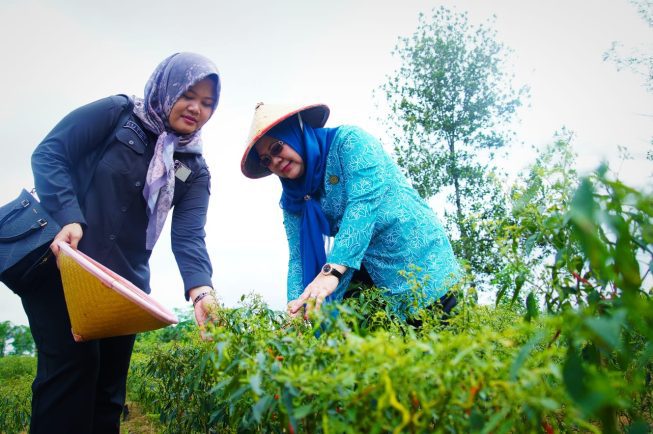 Panen cabai merah di Desa Bukit Indah Kecamatan Plakat Tinggi Kabupaten Muba yang dilakukan oleh Pj Ketua TP PKK Muba dan pengurus TP PKK Kabupaten Muba bersama Kepala Dinas Tanaman Pangan dan Holtikultura Kabupaten Muba.