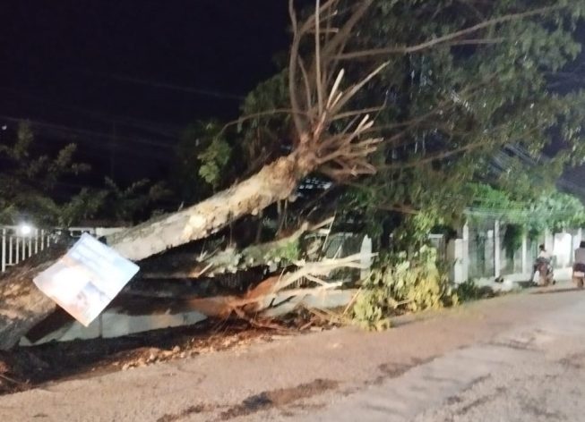 Kondisi pohon tumbang akibat ditabrak truk