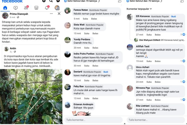 Aksi Pencurian Kopi Bikin Resah Petani di Pagaralam dan Lahat