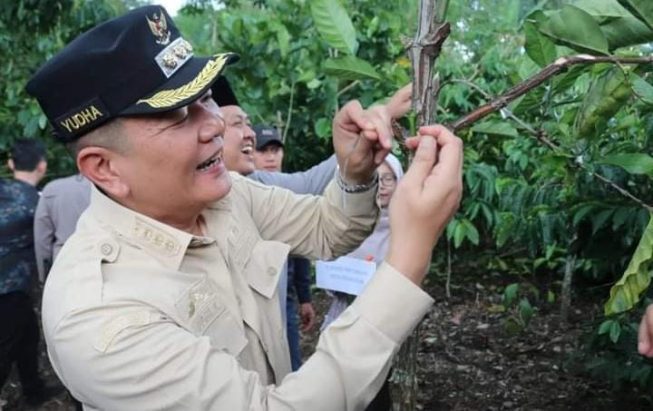 Pemkot Pagaralam Distribusikan 320.000 Stek Kopi untuk 40 Kelompok Wanita Tani Pemkot Pagaralam Distribusikan 320.000 Stek Kopi untuk 40 Kelompok Wanita Tani