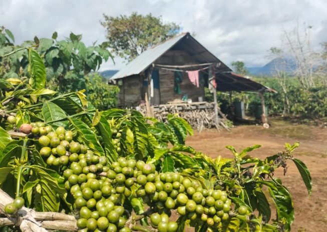 Petani Kopi di Semende Semringah, Buah Melimpah, Harga Capai Rp58 Ribu per Kilogram