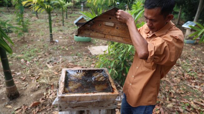 Budidaya Lebah Madu di Desa Embawang (3)